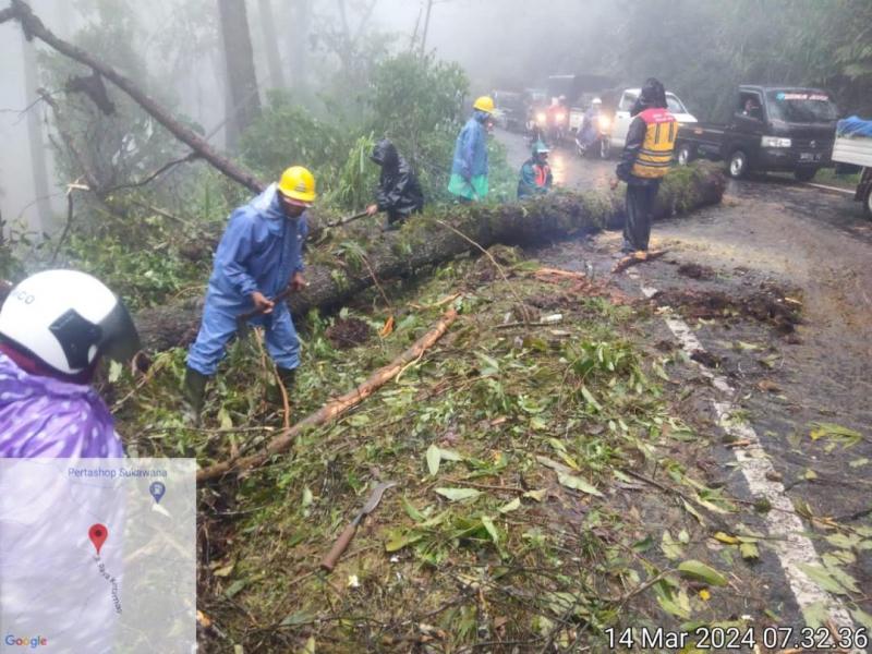 Pohon Tumbang Tutup Akses Jalan Kintamani Singaraja Bali Tribune